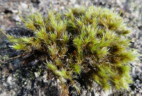 Racomitrium heterostichum